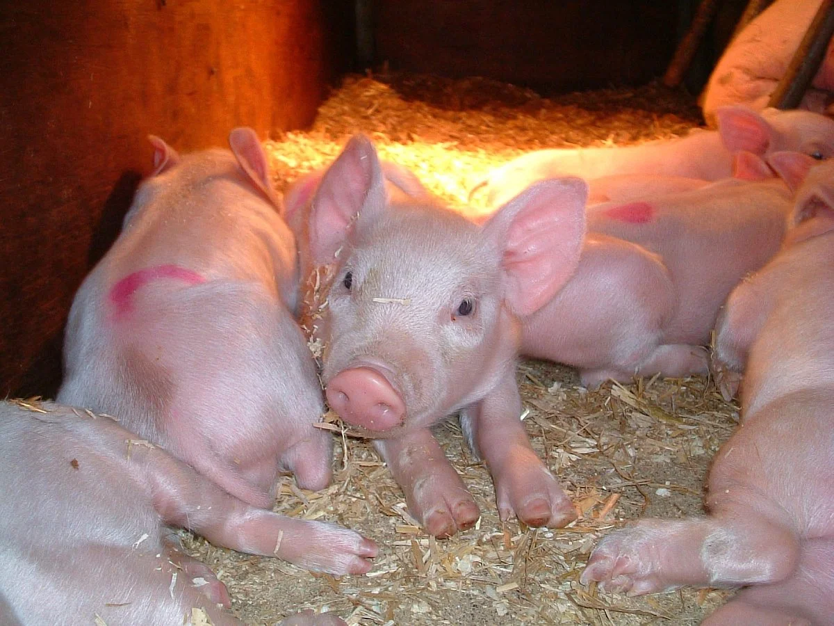 Hardys Animal Farm