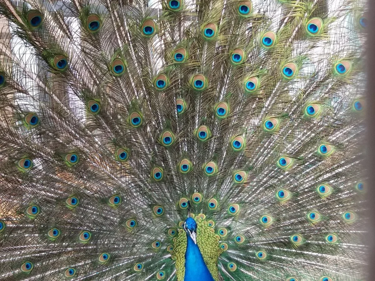 Lipetskiy Zoo