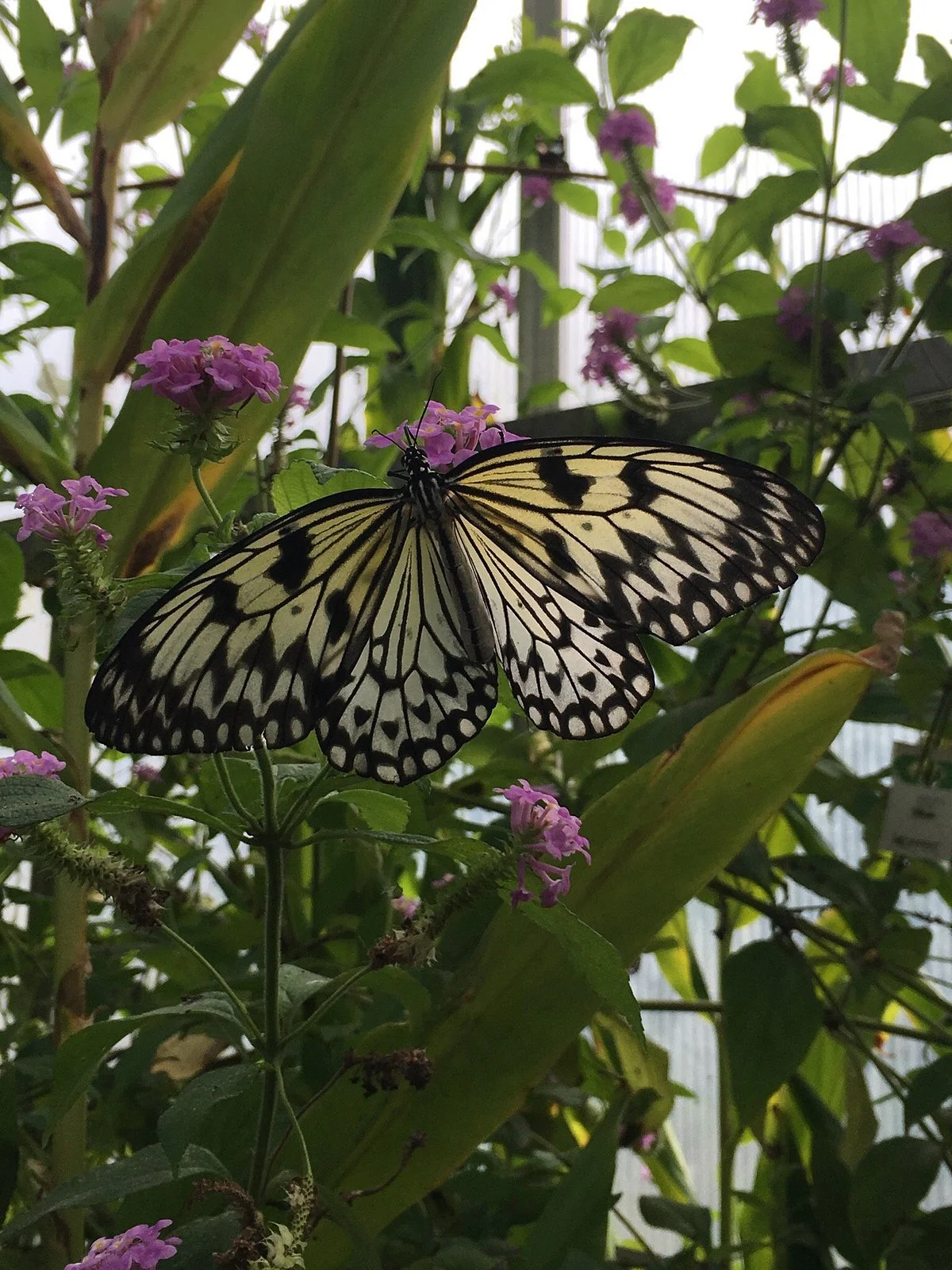 Butterfly World