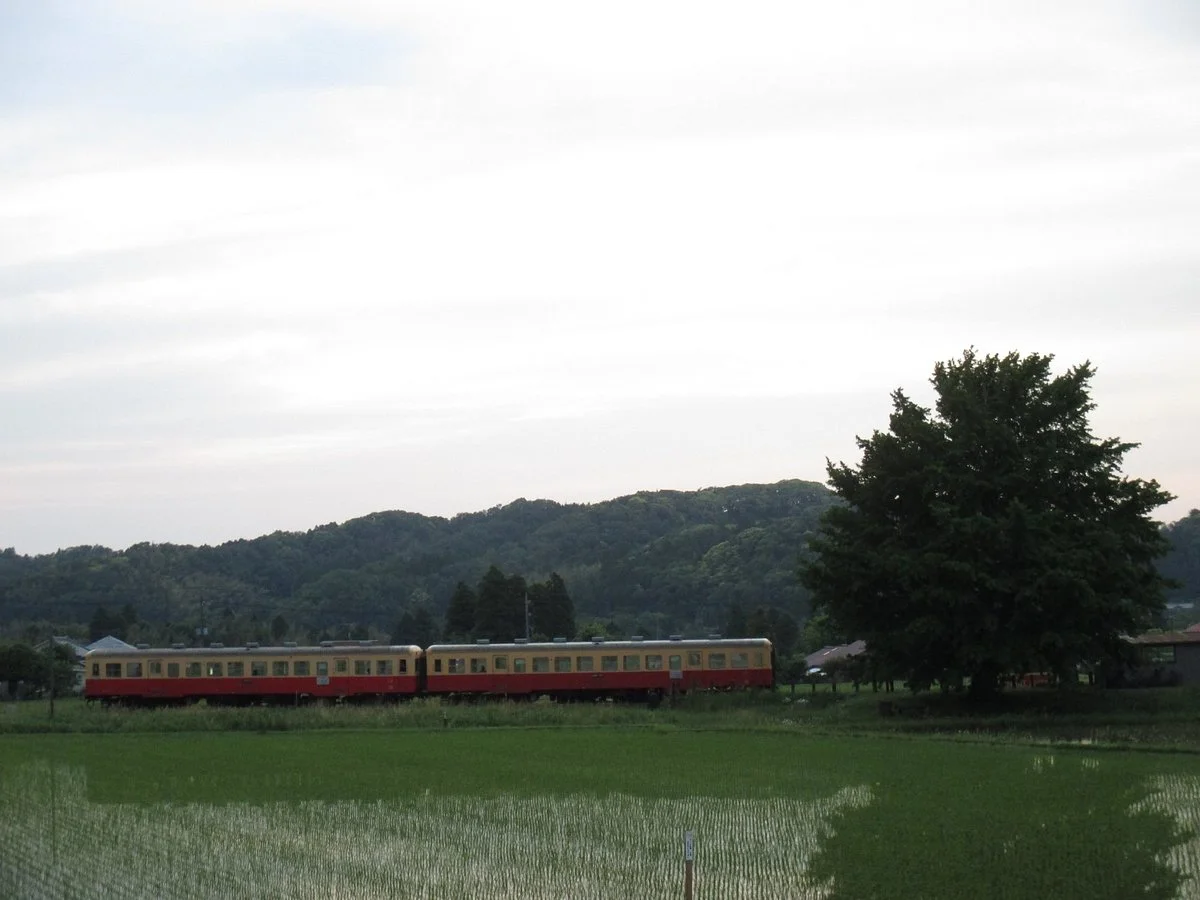 Maidenhair Tree of Kamisakubo