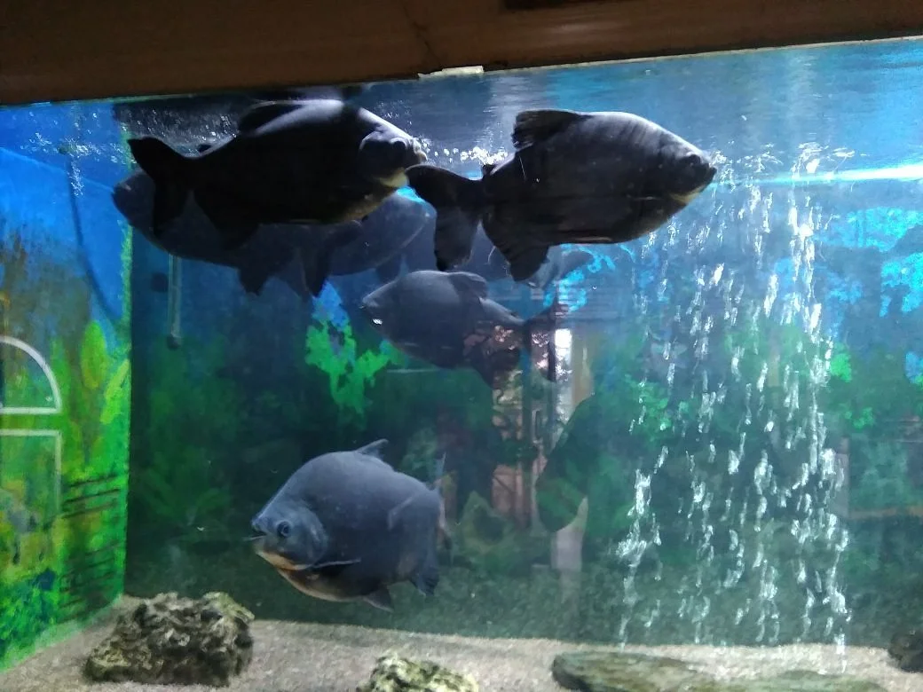 Jawahar Aquariums
