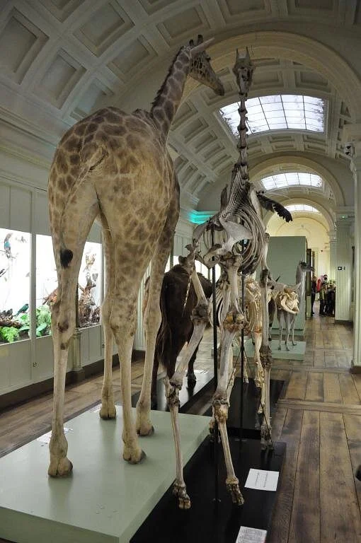 Musée d'Histoire Naturelle et Vivarium