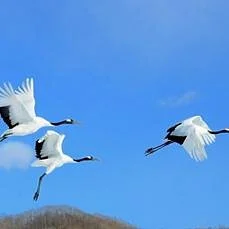 Akan International Crane Centre