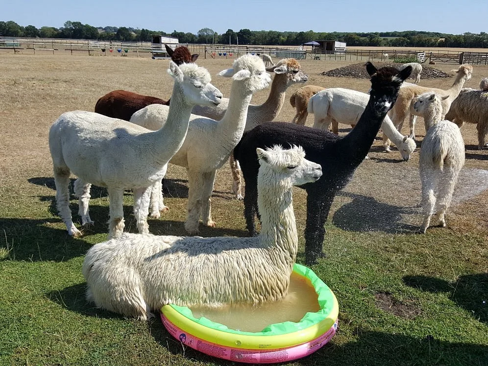 Cary Alpacas