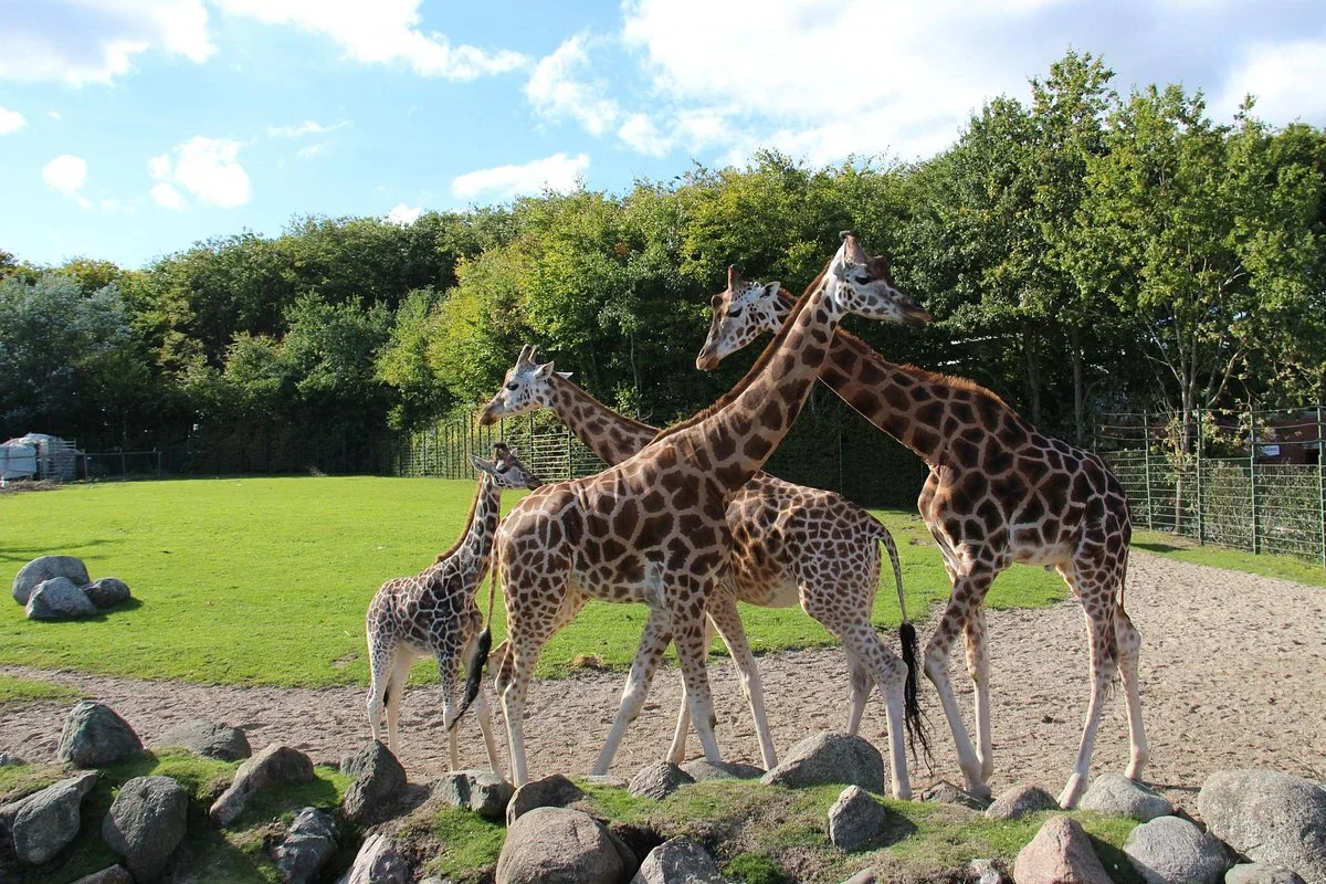 Aalborg Zoologiske Have