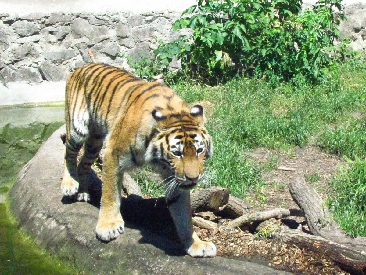 Cherkasy Zoo