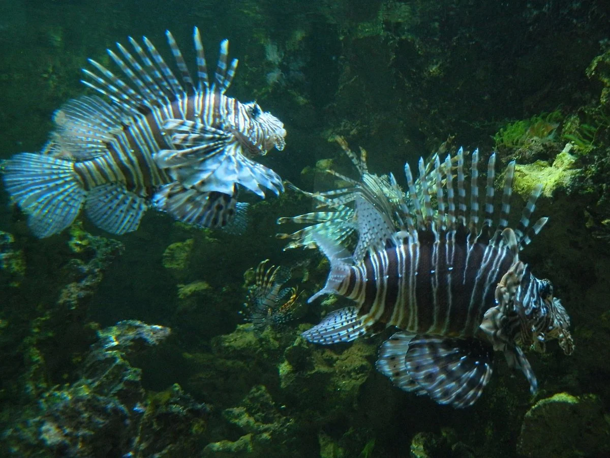 Aquarium du Limousin