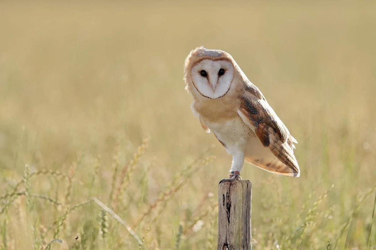 Kent Owl Academy