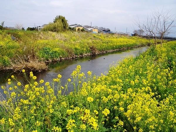 Mekujiri River