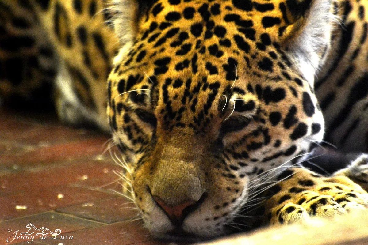 Saarbrucker Zoo