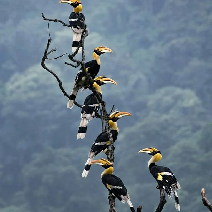 Mahananda Wildlife Sanctuary