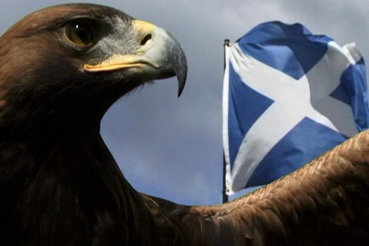 Loch Lomond Bird of Prey Centre