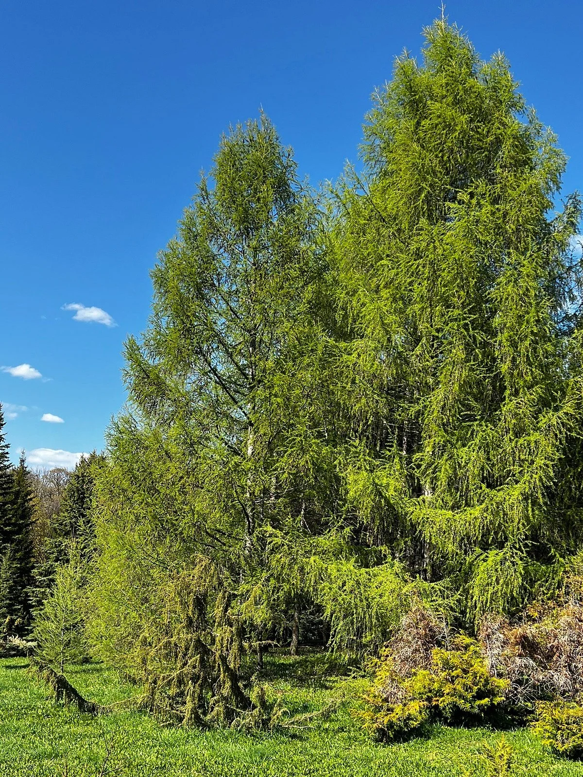 Ufa Botanical Garden