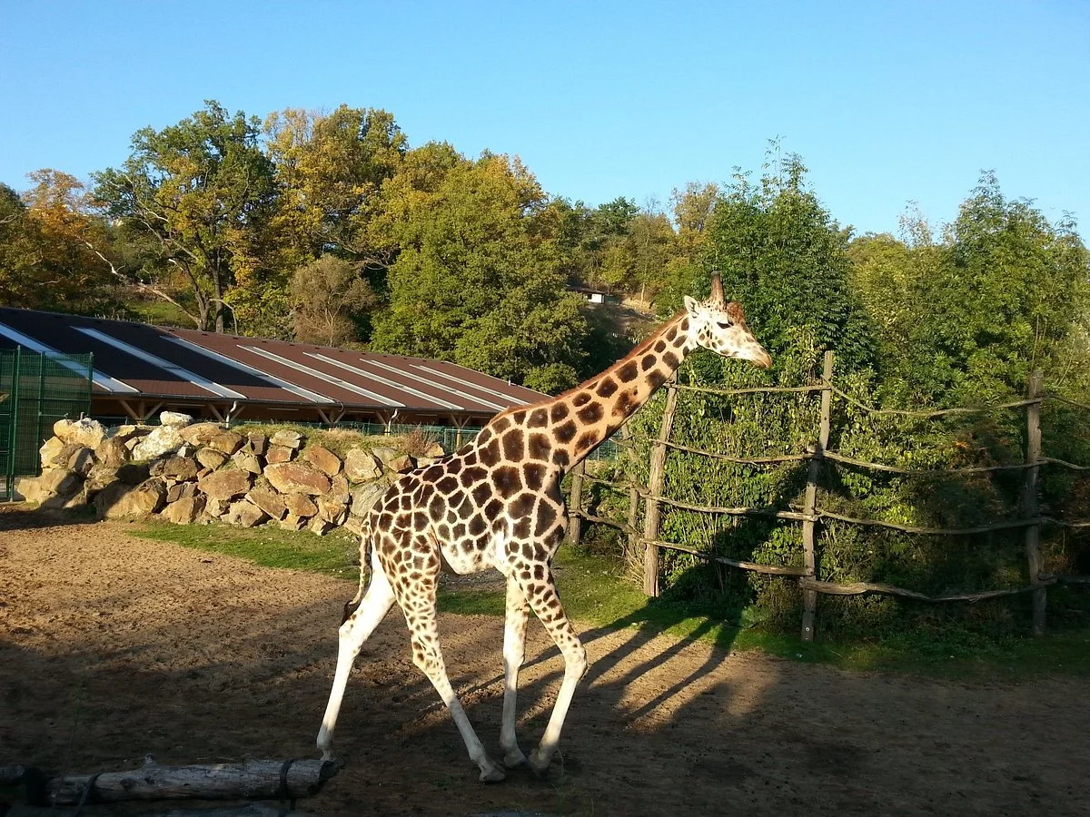 Zoo Plzen