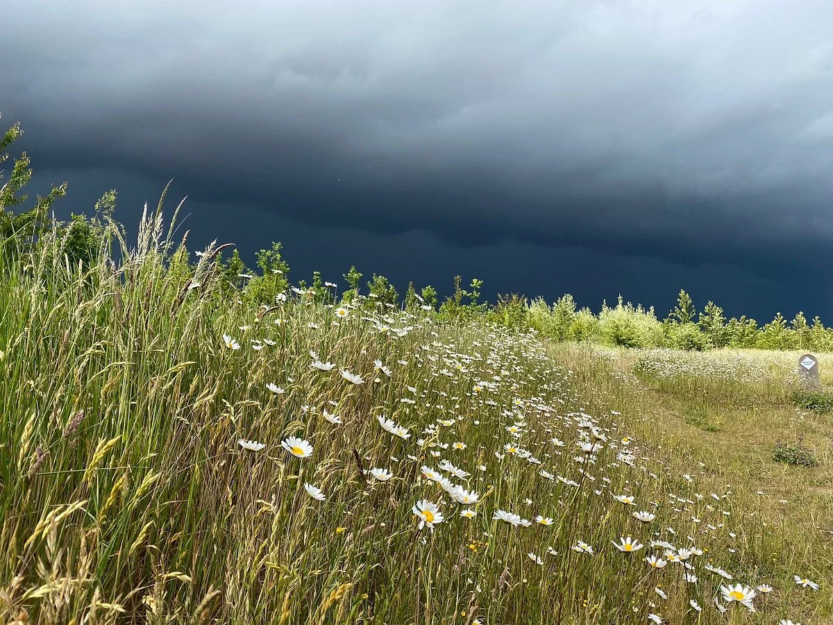 Heartwood Forest