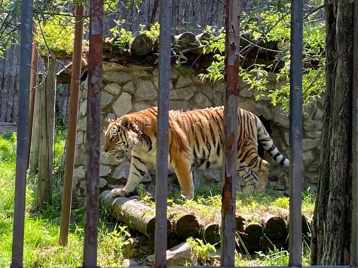 Zoosad Priamurskiy named after V.P. Sysoyev