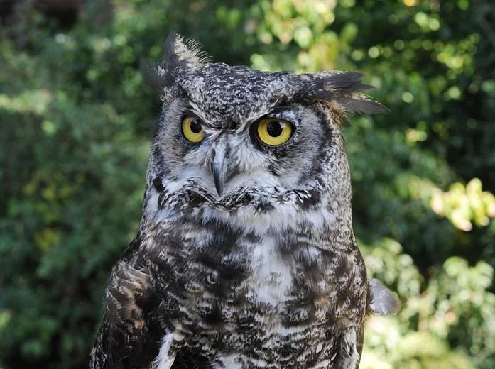 Cotswold Falconry Centre