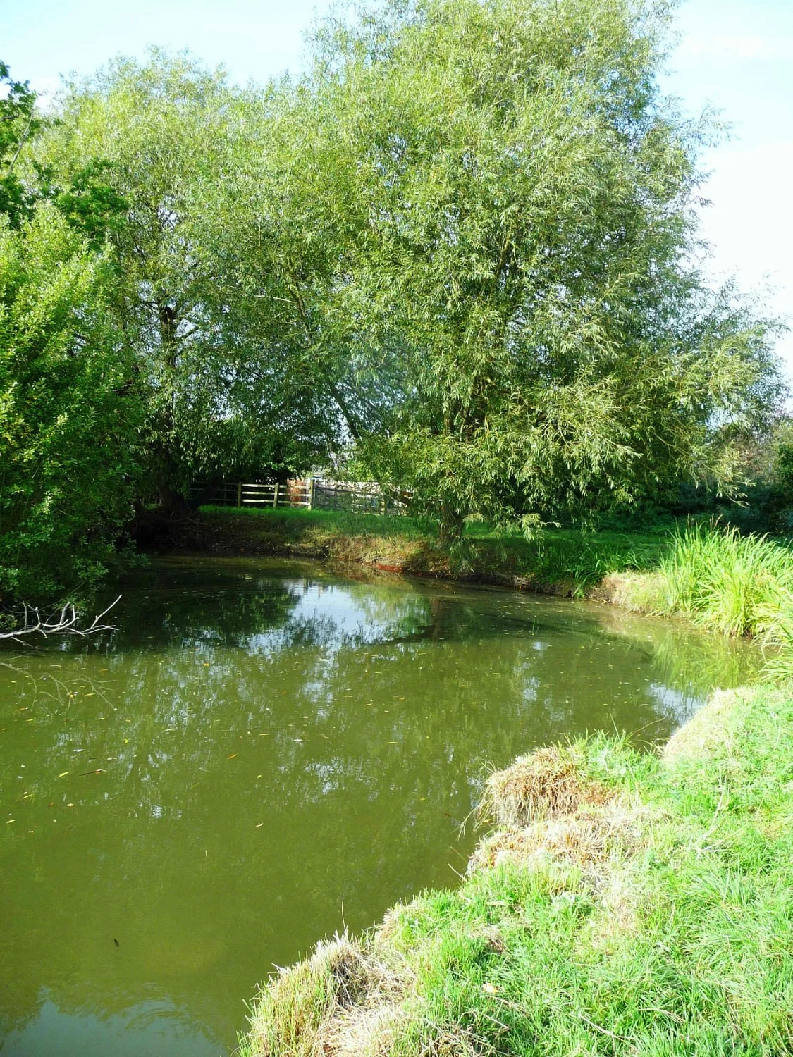 Island Pond Wood