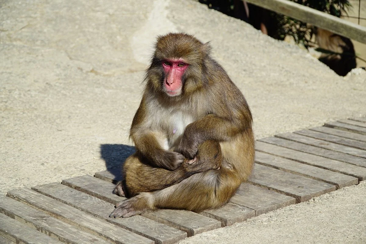 Awajishima Monkey Center