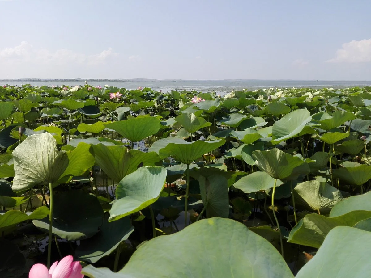 Lotus Valley