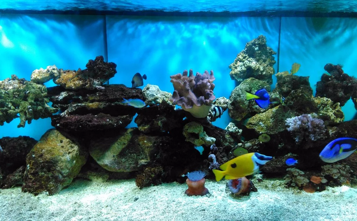 Aquarium of Constanta