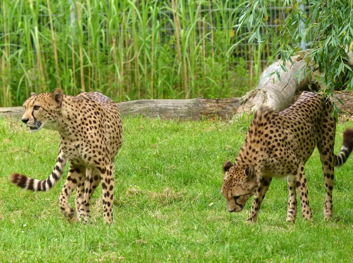 Zoo Opole