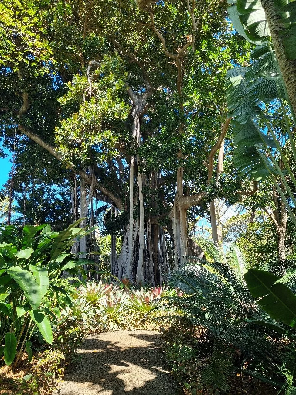 Botanical Gardens (Jardin Botanico)