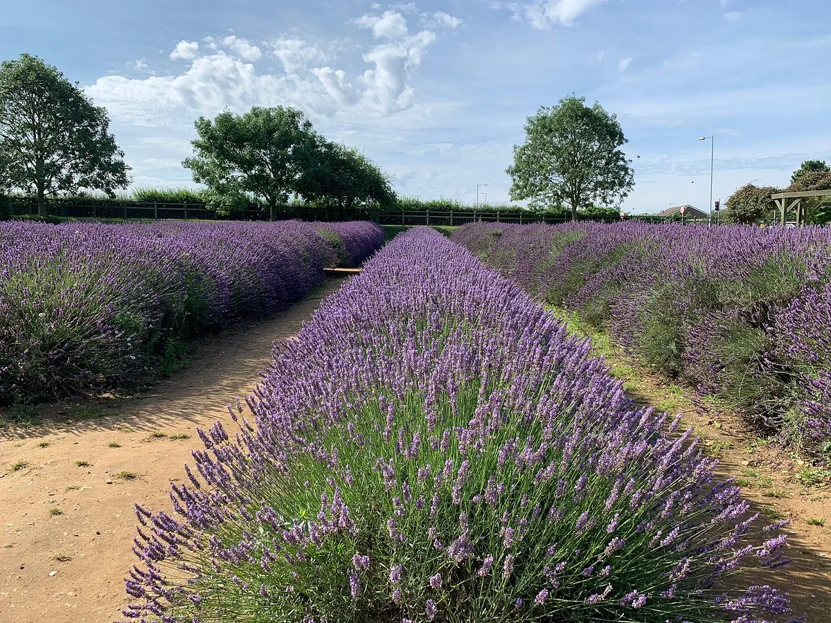 Norfolk Lavender