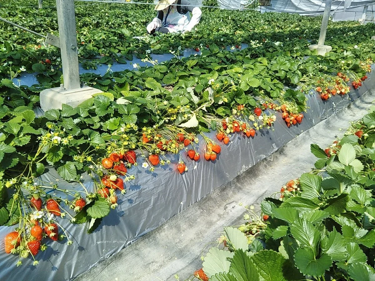 Tateyama Strawberry Picking Center