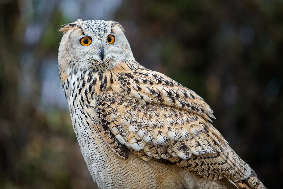 Baytree Owl and Wildlife Centre