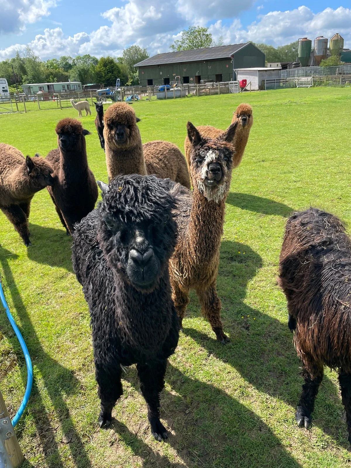 Cotswold Vale Alpacas