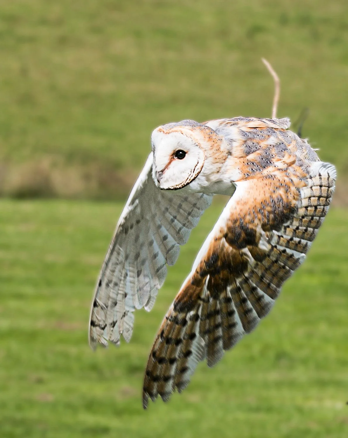 National Centre for Birds of Prey