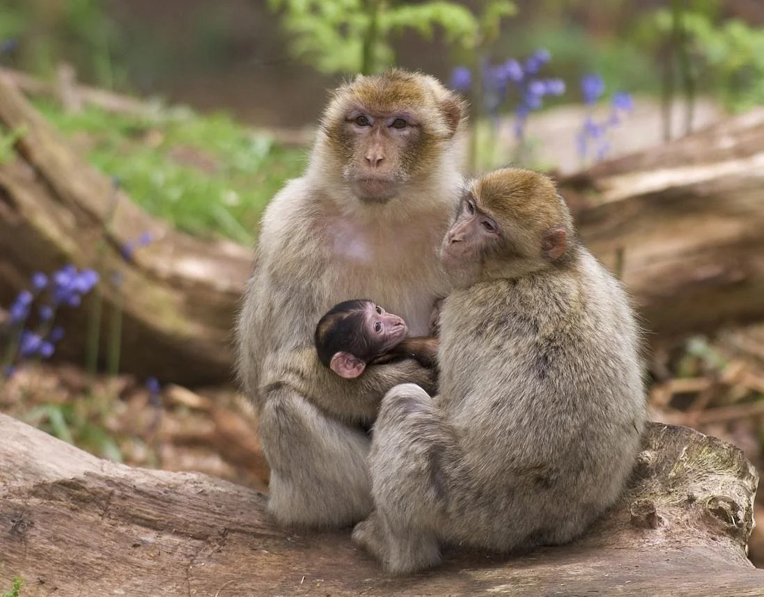 La Montagne des Singes
