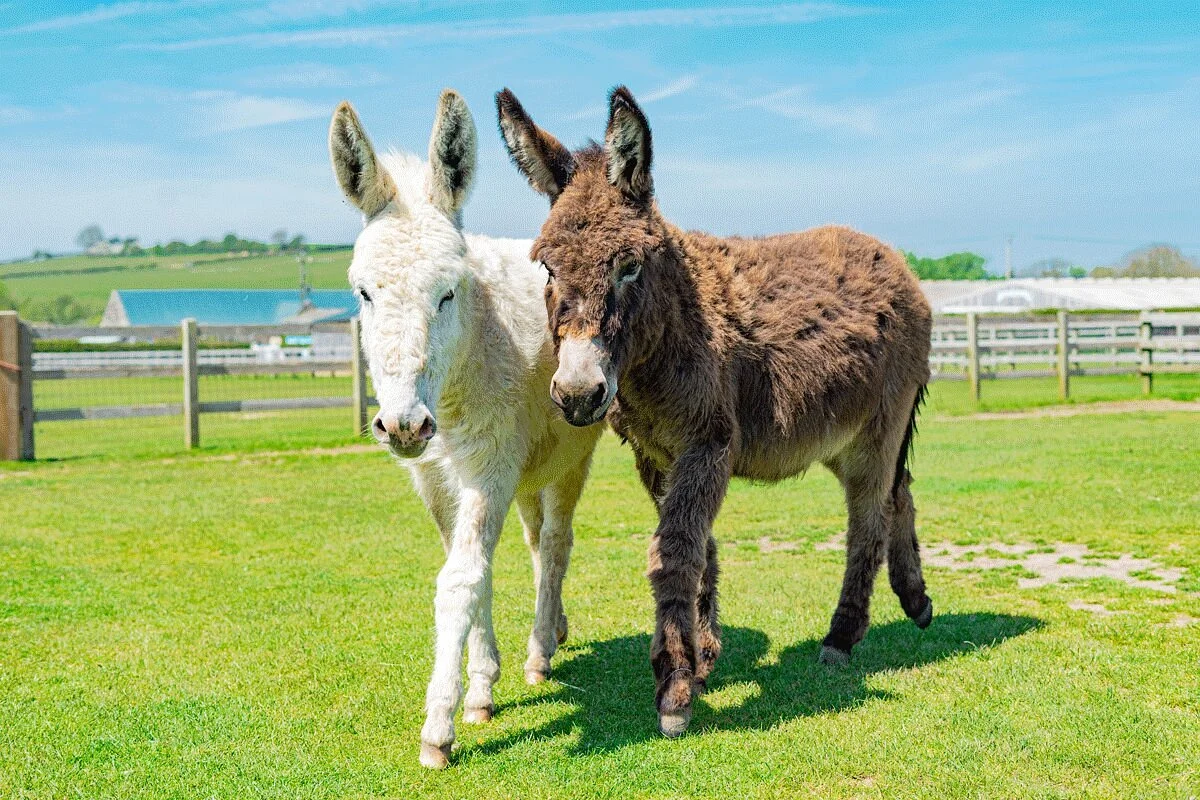 The Isle of Wight Donkey Sanctuary
