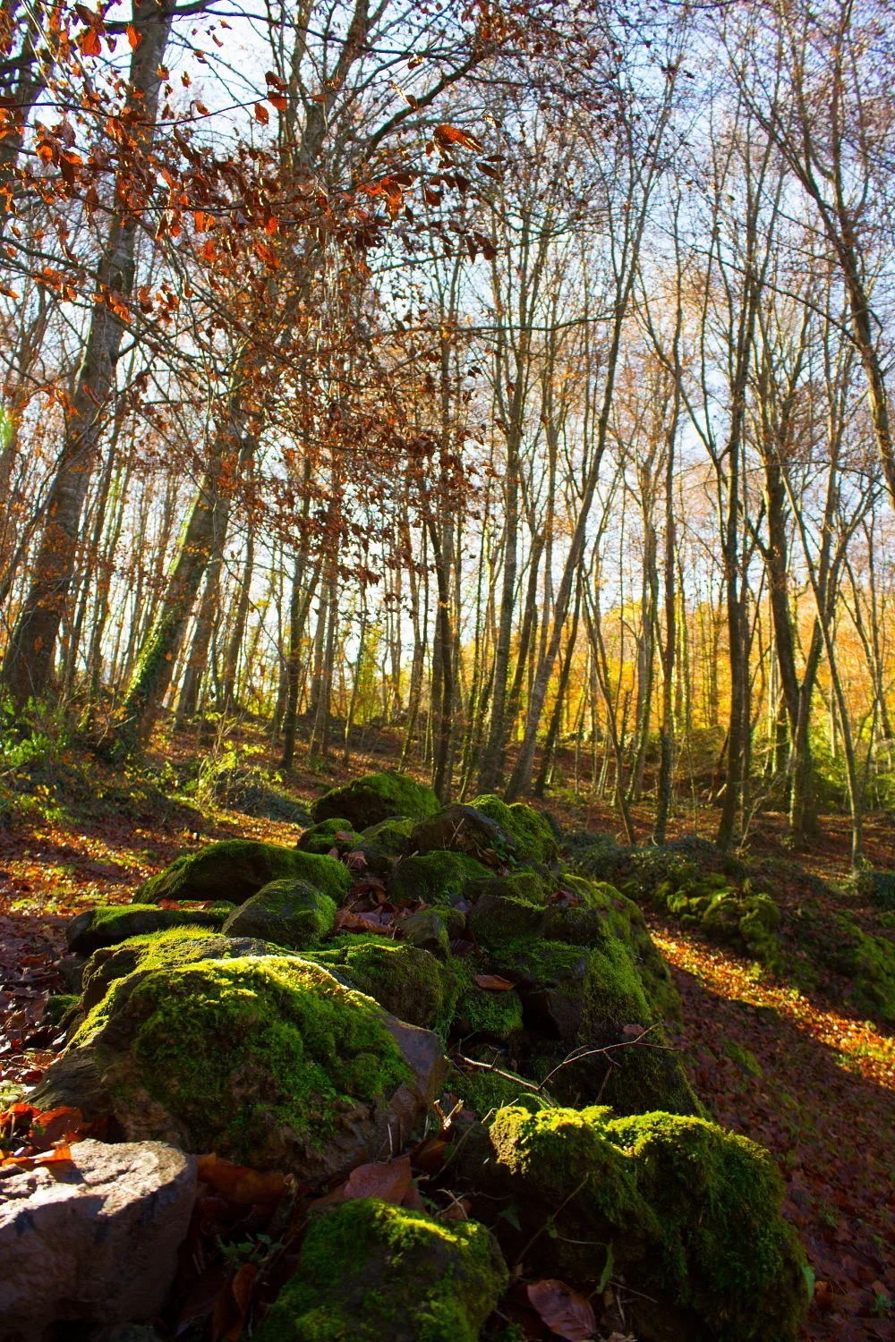 La Fageda d'en Jorda