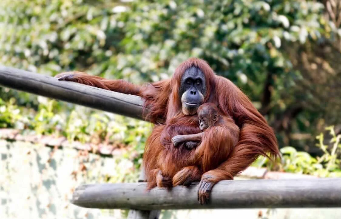 Zoo de Santillana