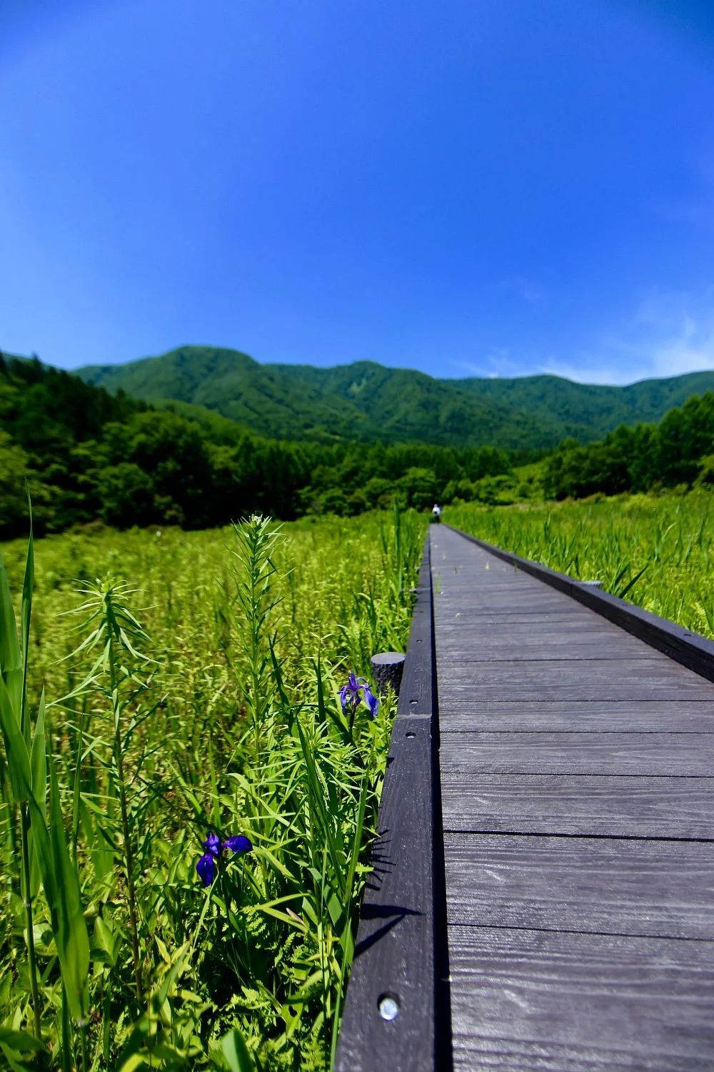 Himegawa Headwaters Natural Garden