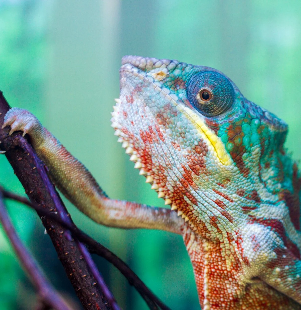Tropical World