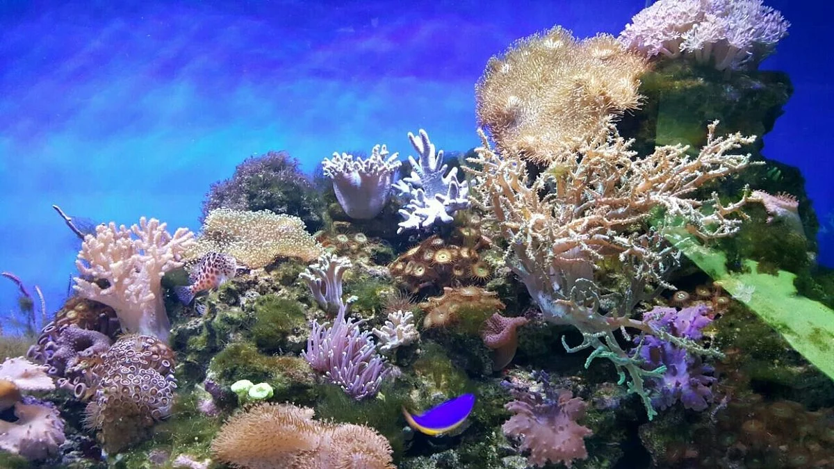 Okeanarium Rif