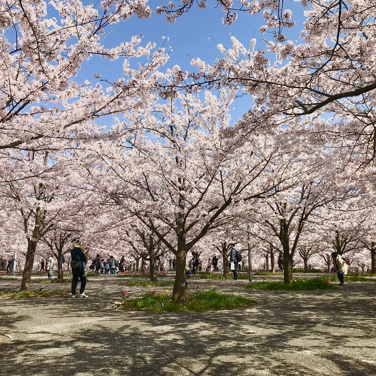 Sakura Hiroba
