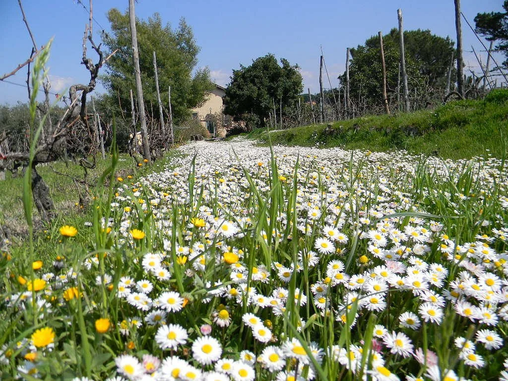 Minardi Frascati Winery