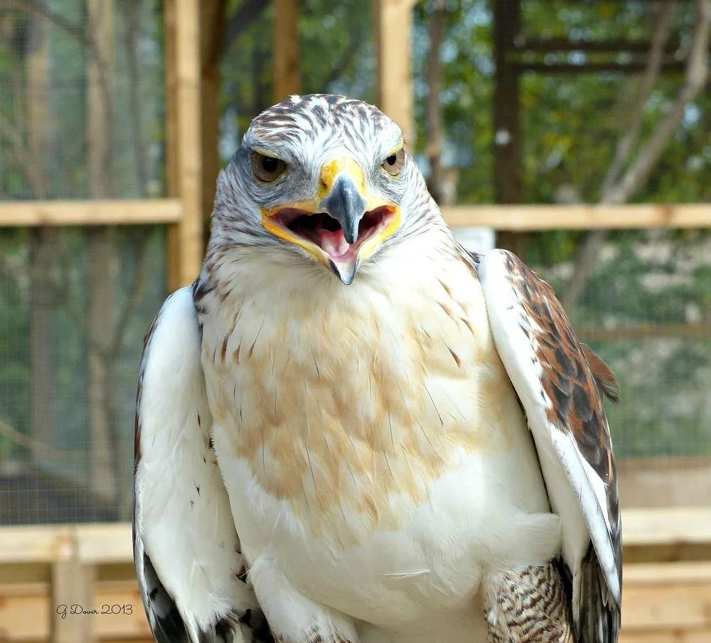 Wild Wings Birds of Prey Centre