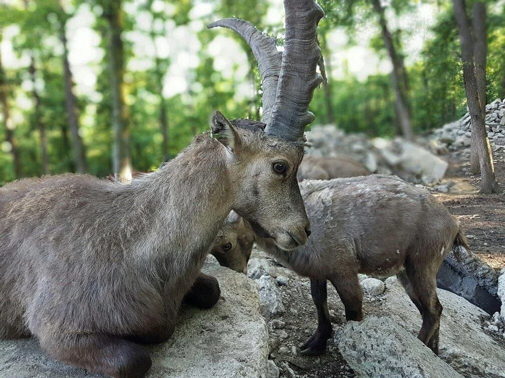 La Gradina Zoo