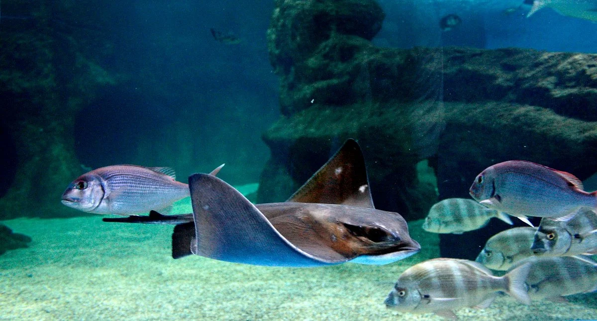 Aquarium Costa De Almeria