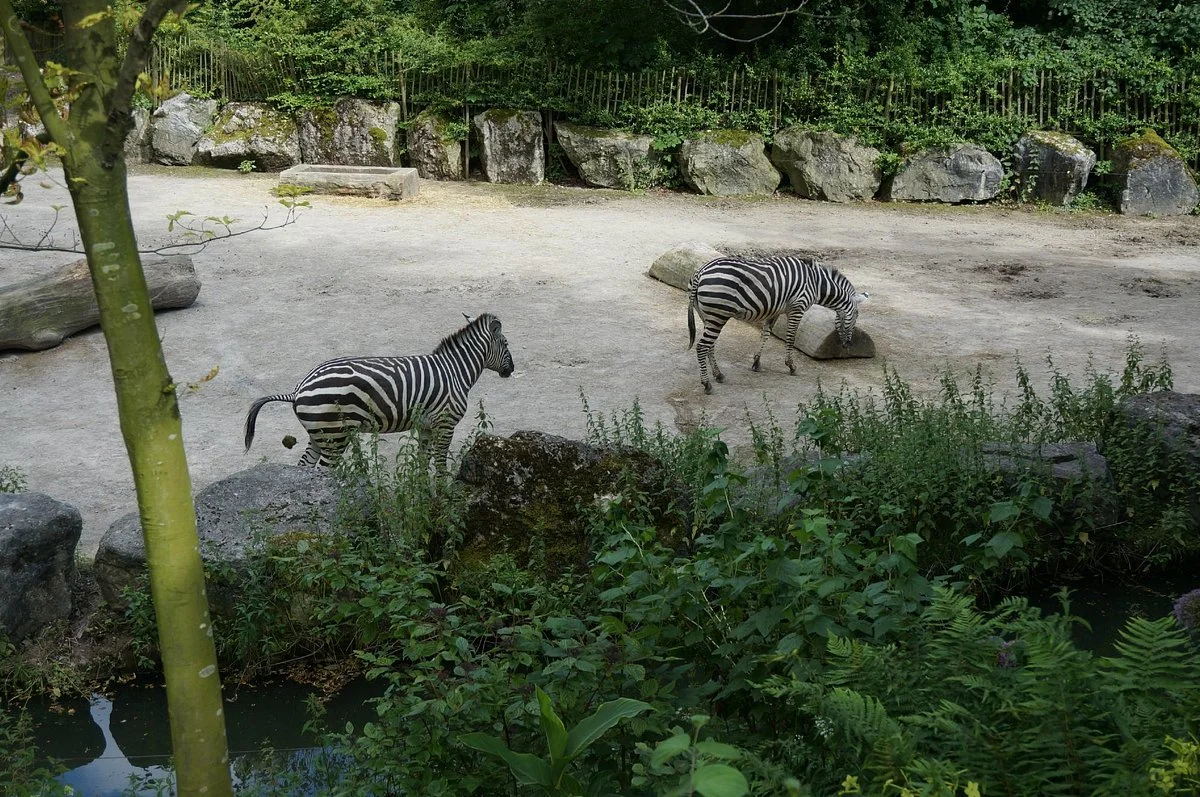 Lille Zoo