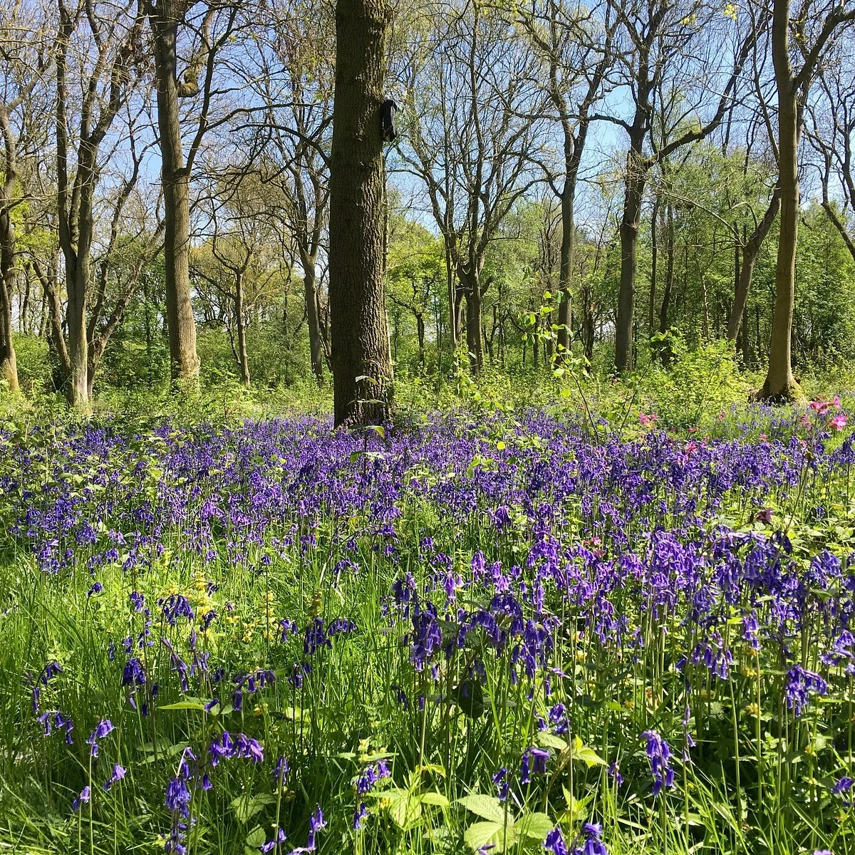 Burbage Common and Woods