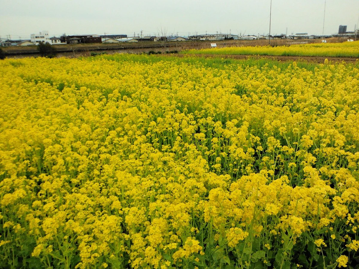 Nakagawa Yashio Flower Park