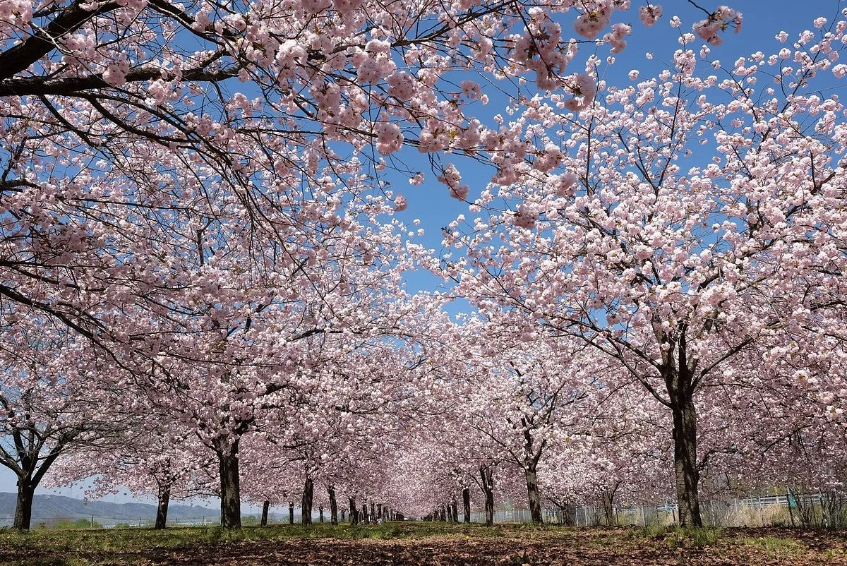Chikumagawa Fureai Park