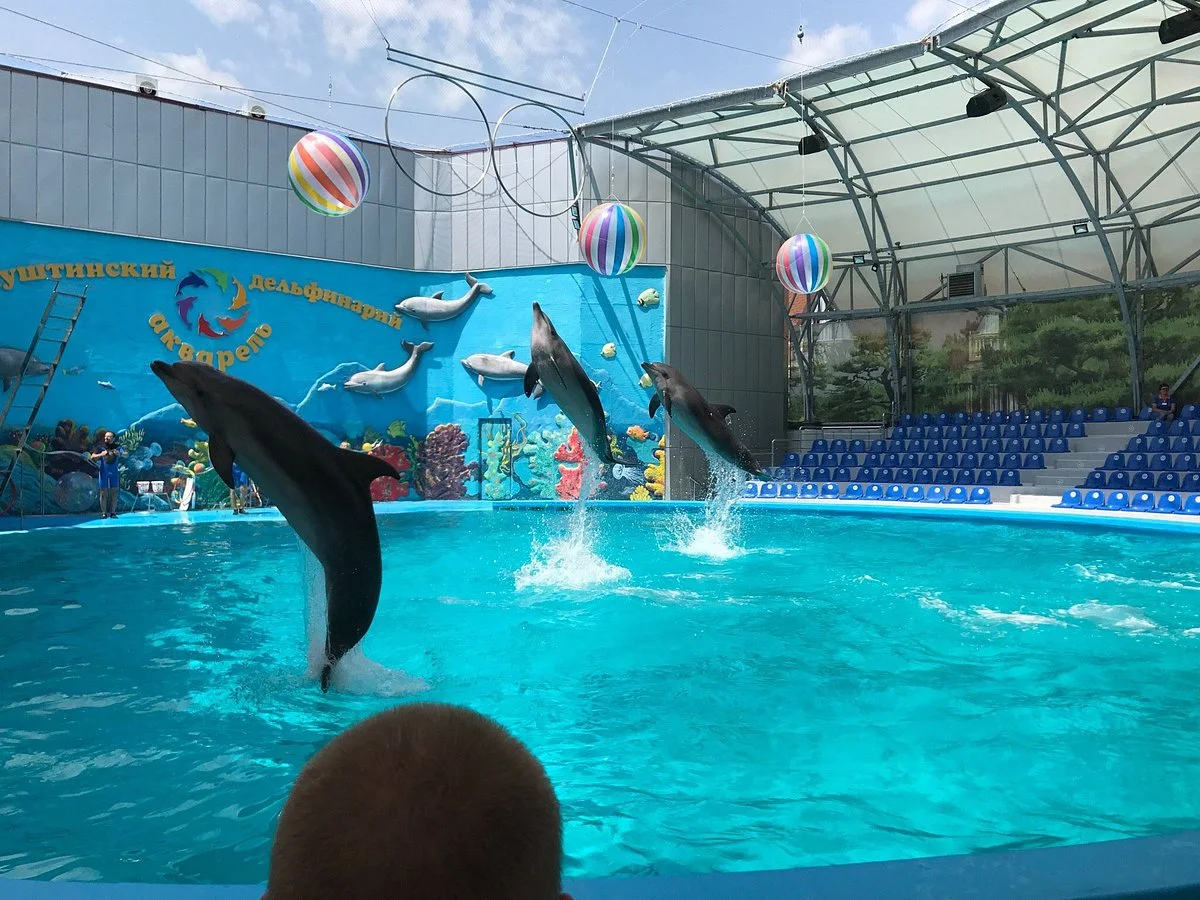 Dolphinarium Akvarel