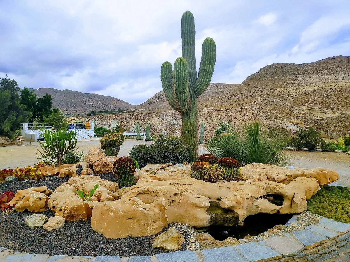 Cactus Nijar